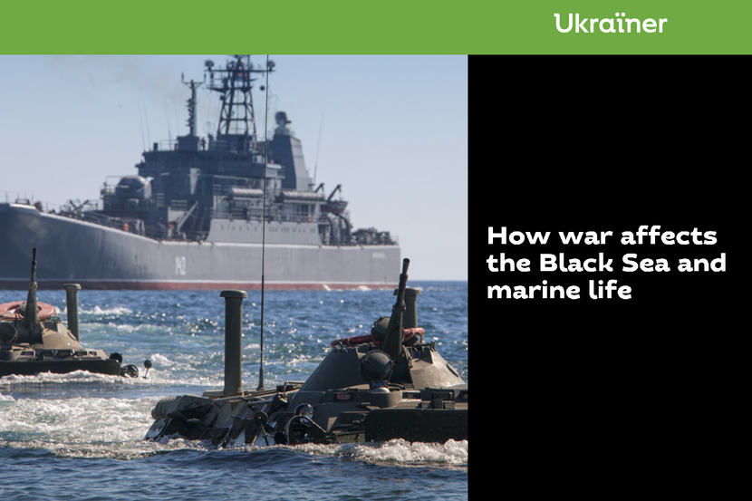 How the war affects the Black Sea and marine life