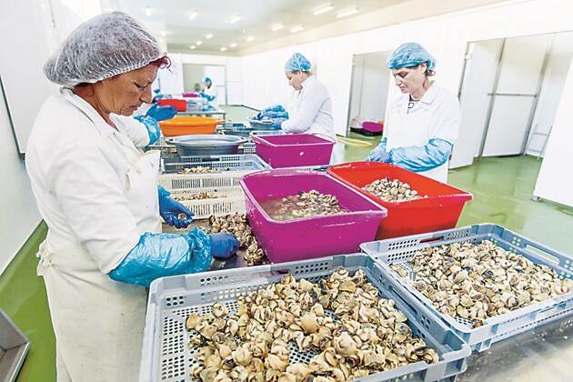 Mussels processing