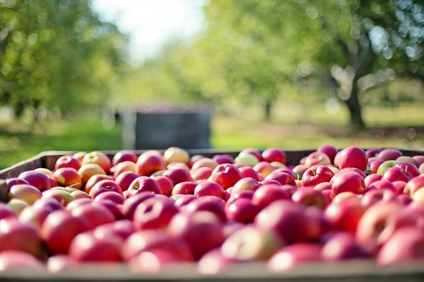 A cart packed with freshly harvested apples is placed between apple trees in an orchard.