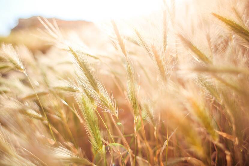Wheat field in sunshine