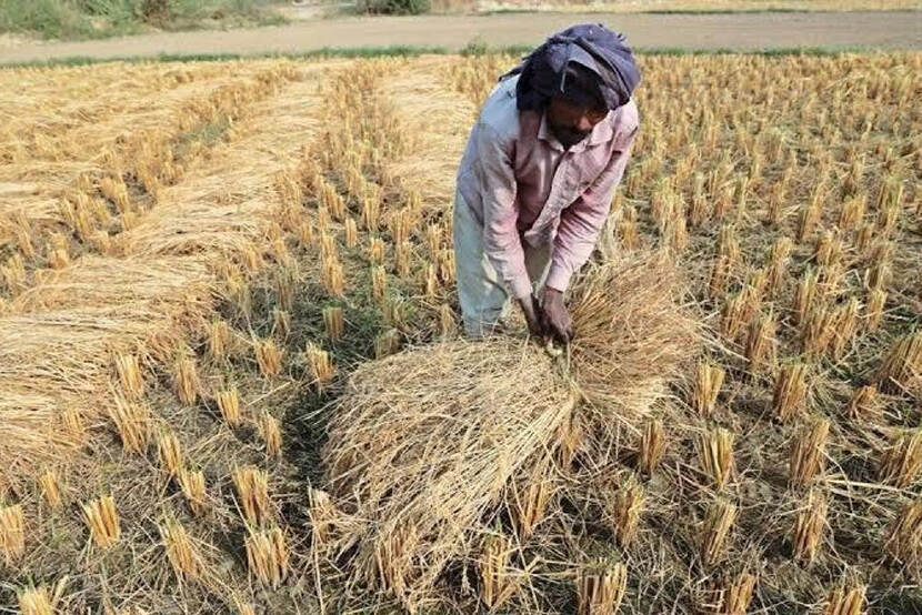 Indiase landbouw