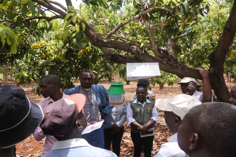 Embu Fruit Fly Management Training - image 7