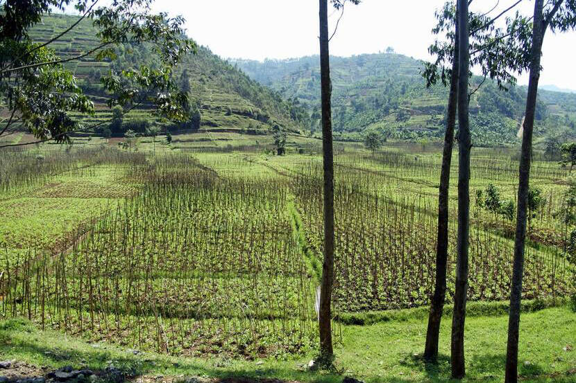 Rwanda agriculture