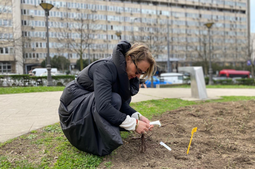 Embassy colleague is crouching on dirt in a park, planting rose sapplings.