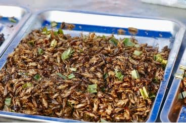 Handboek nieuwe voedingsmiddelen