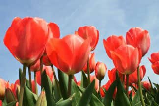 Tulpen