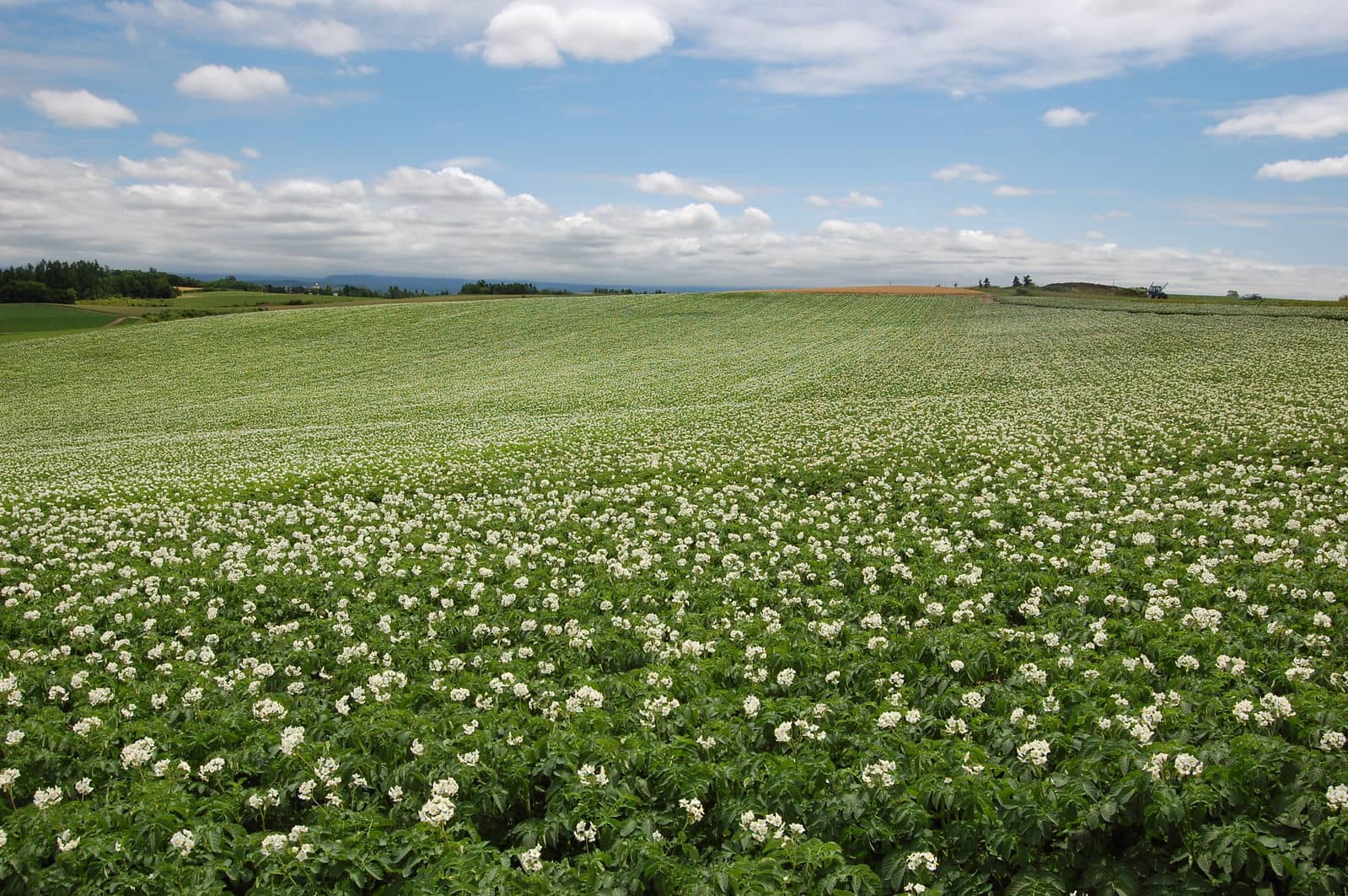 Aardappelveld