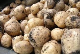 aardappel