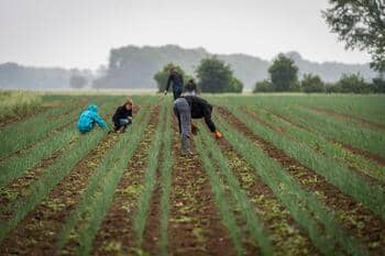 België tuinbouw seizoensarbeiders