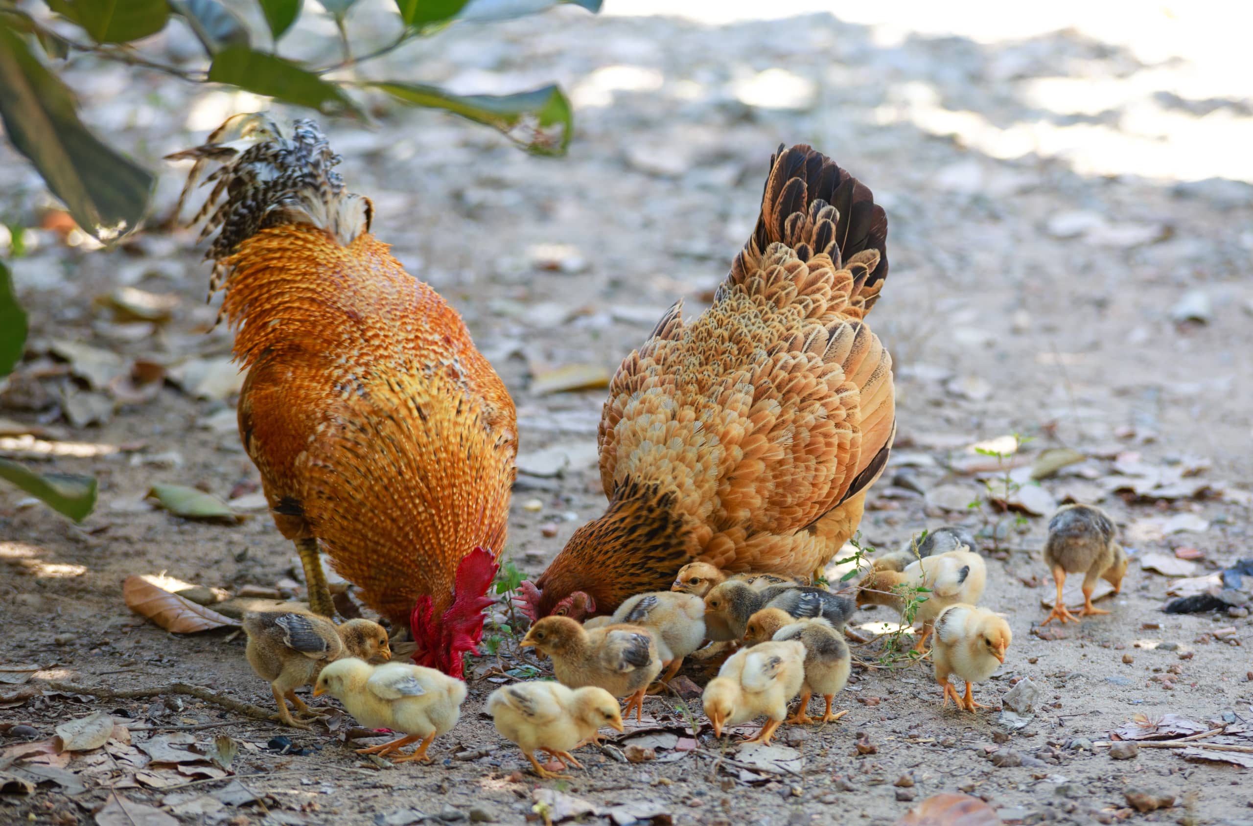 Hennen met kuikentjes
