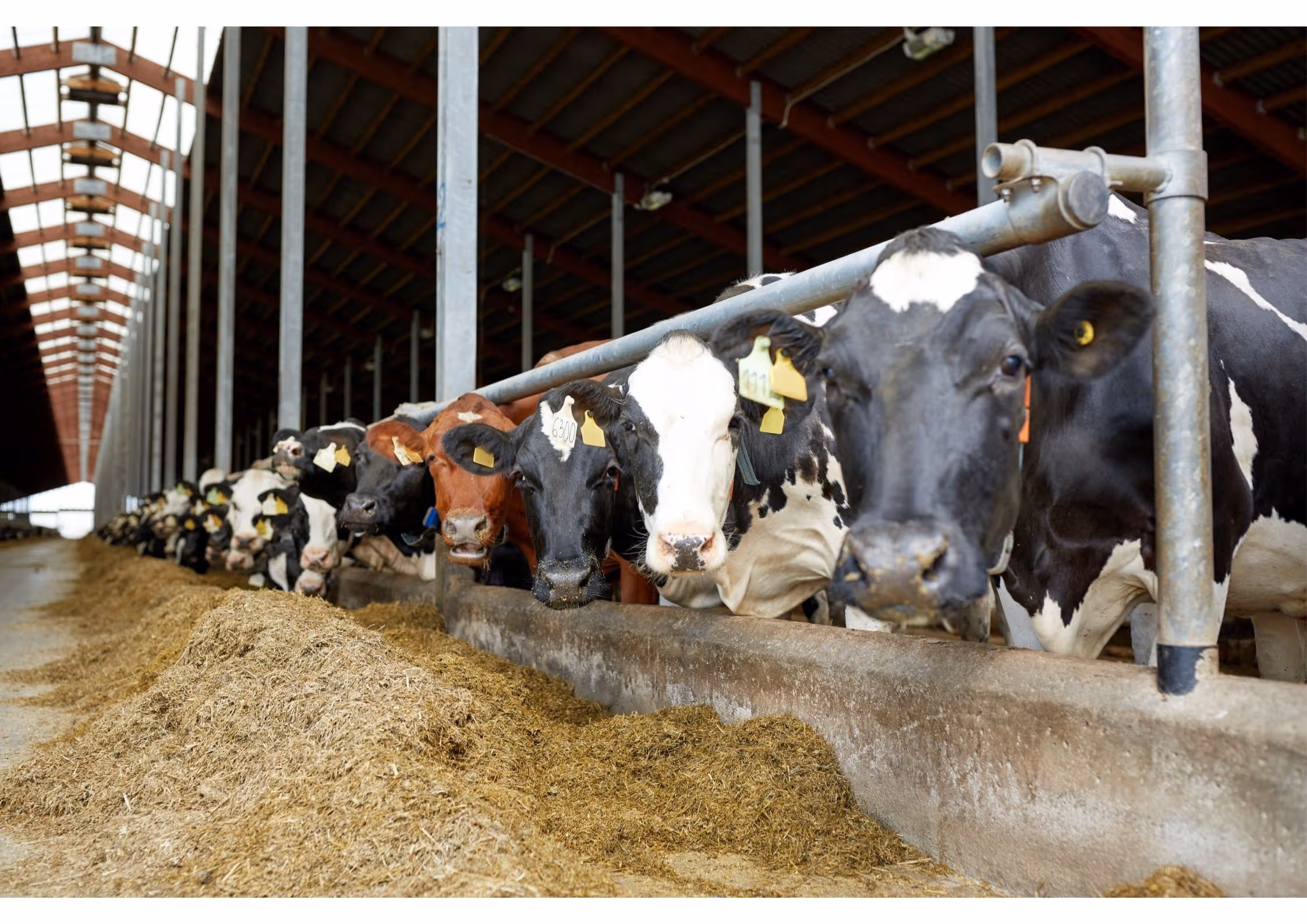 rijtje met koeien in een stal met veevoer op de grond