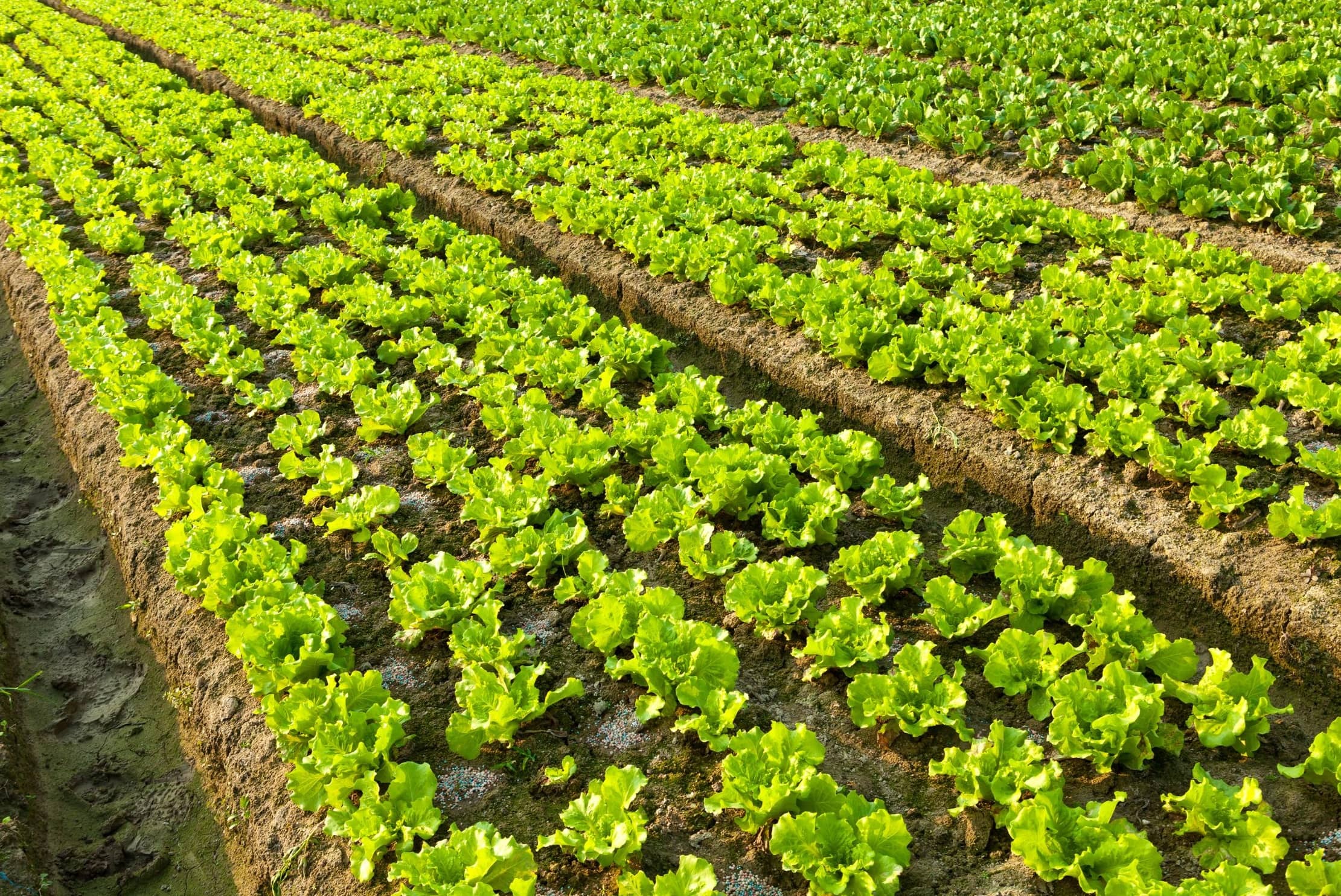 landbouwgrond met sla planten
