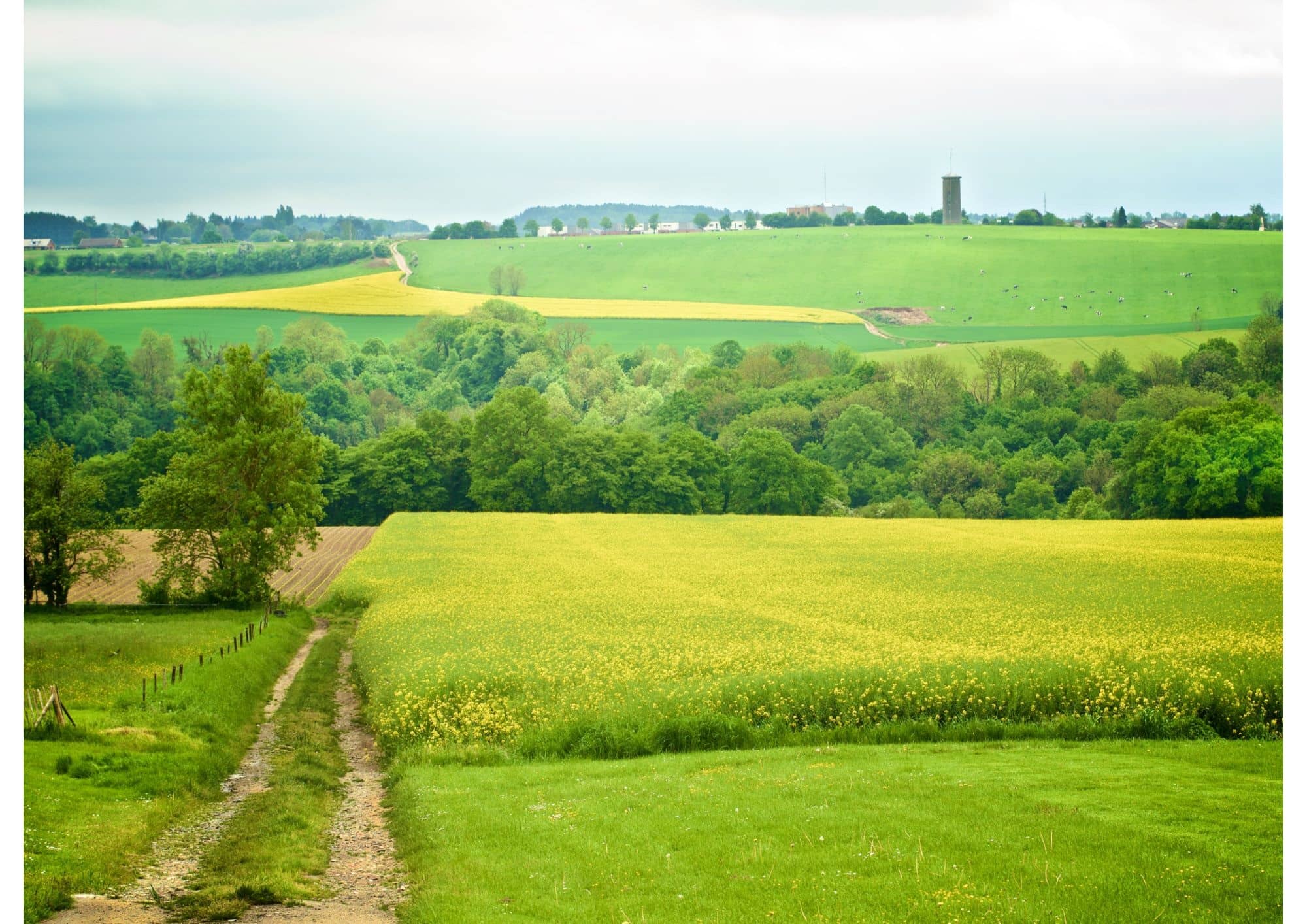 Groene weides en een gele akker omzoomd met bomen in Vlaanderen