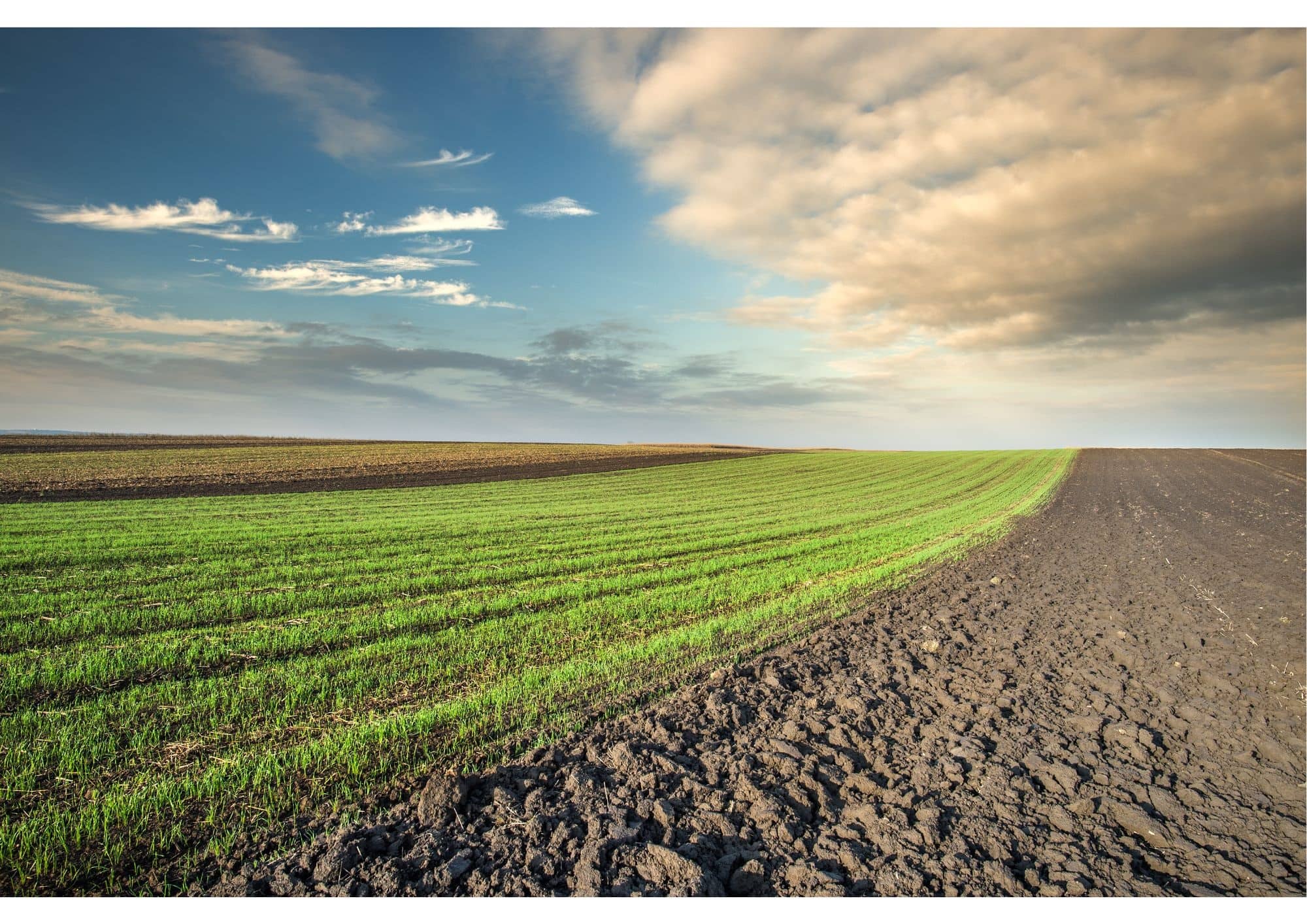 links een akker met opkomend gewas en rechts een kale akker onder een bewolkte hemel met zon onder de wolken