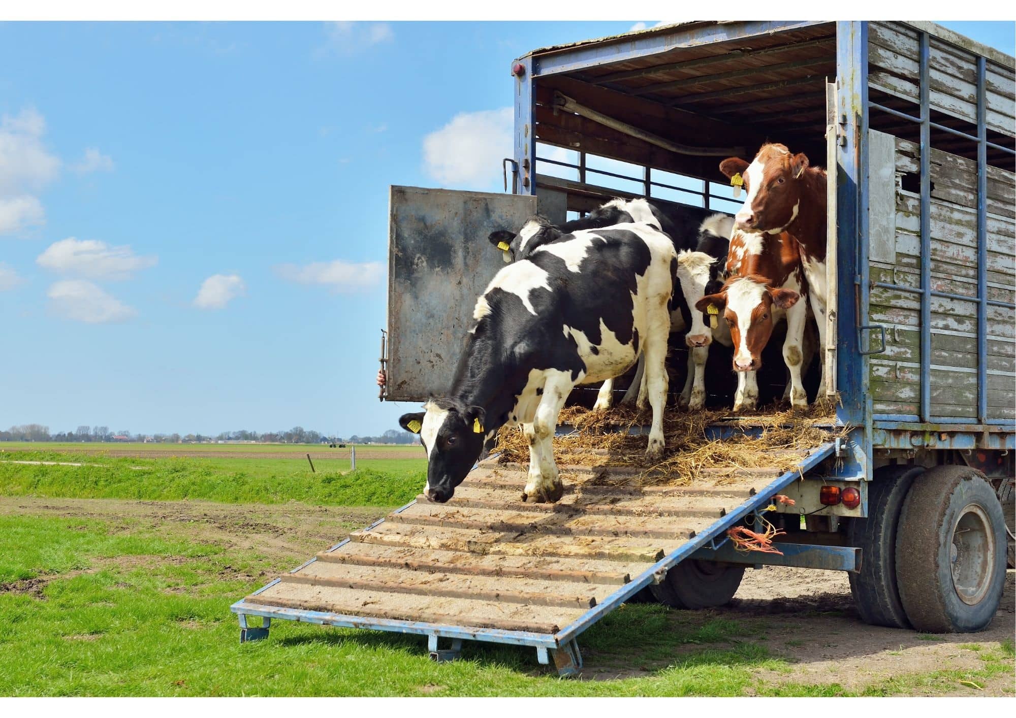Koeien lopen uit een vrachtwagen de weide in