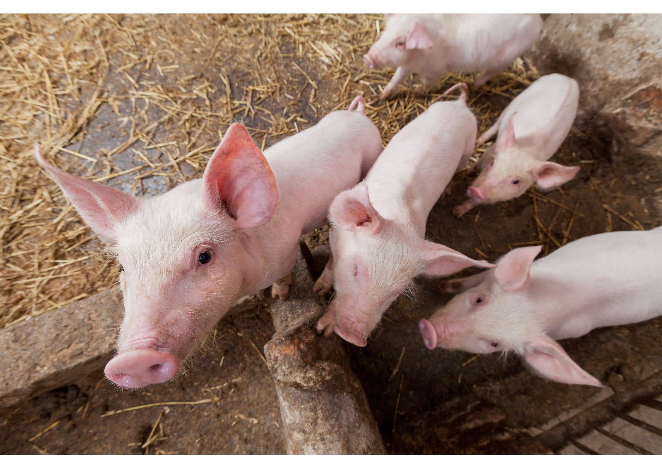 paar biggen in een stal die omhoog naar de fotograaf kijken