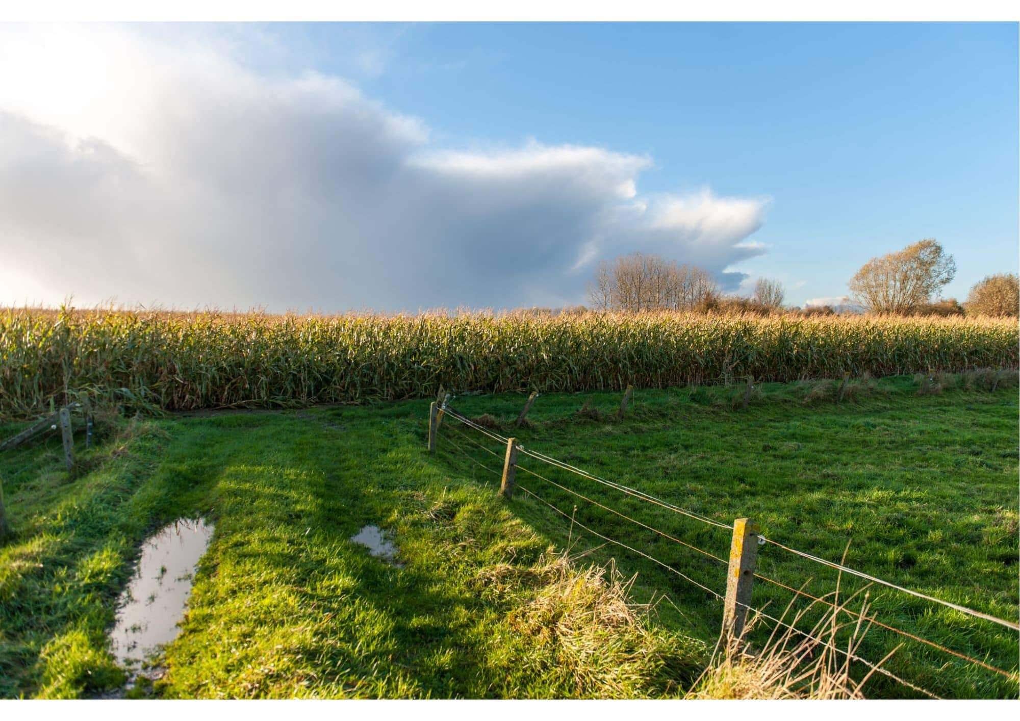 Maisveld in Vlaanderen