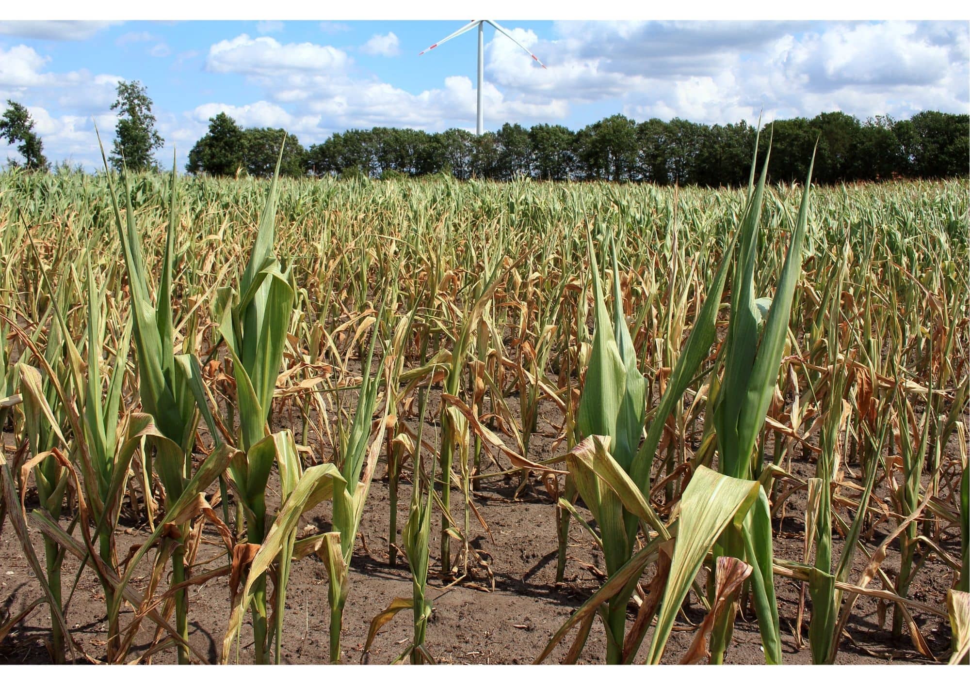 verdroogde maïskolven en maïsplanten