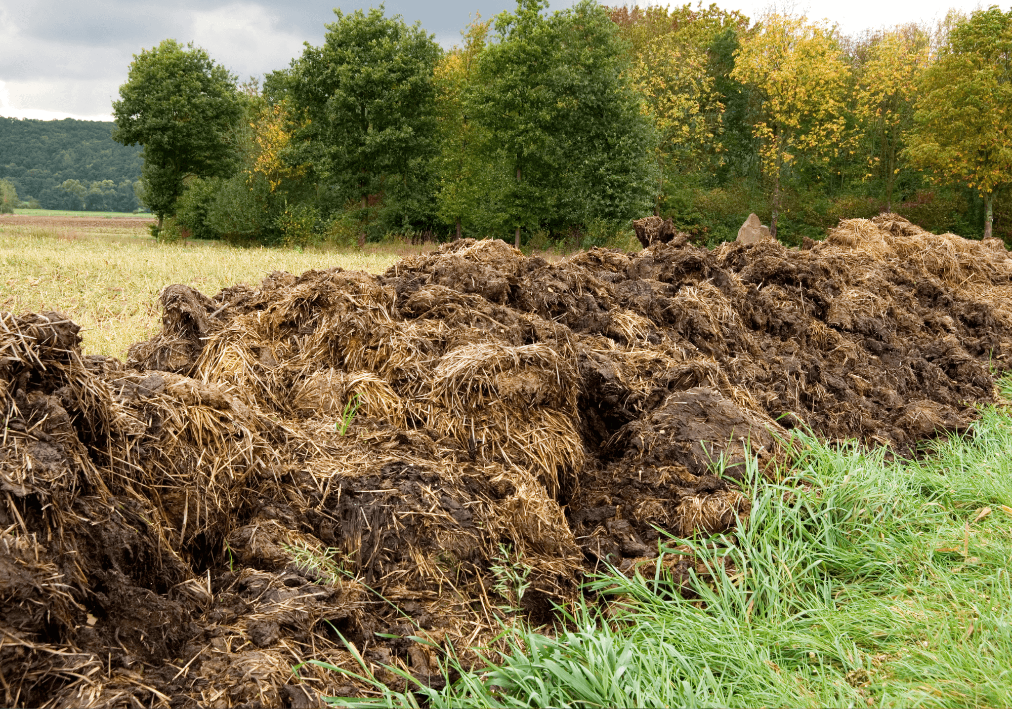 Lange berg koeienmest in een weiland met bomen op de achtergrond
