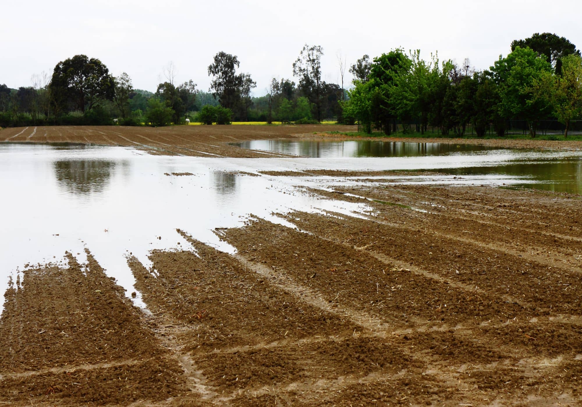 op een omgeploegde akker ligt een grote regenplas