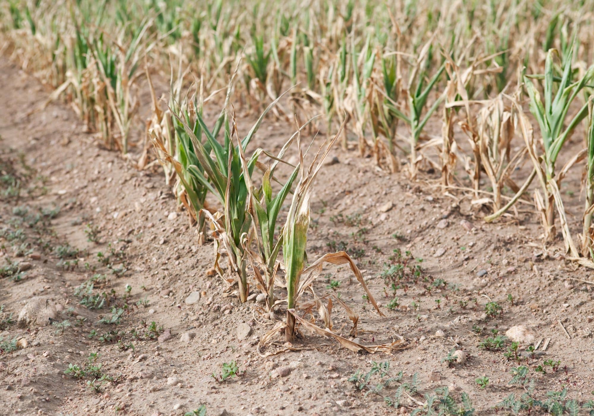 op een akker staan verdroogde maïsplanten