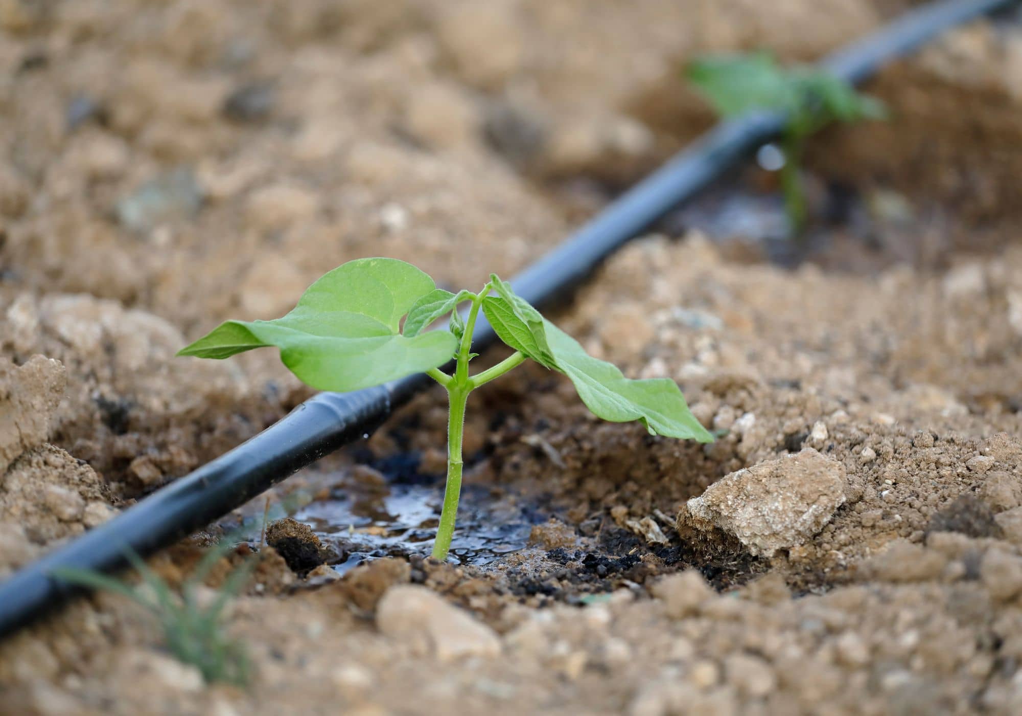 een slang waar druppelgewijs water uit komt ligt op een akker naast een klein plantje