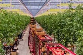 Groente- en fruitteelt Brazilie