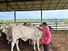 Landrechten koe Amazone