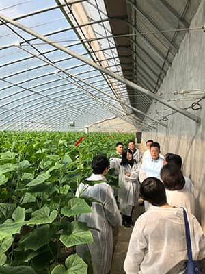 Solar-kas met teelt in de grond en druppelirrigatie