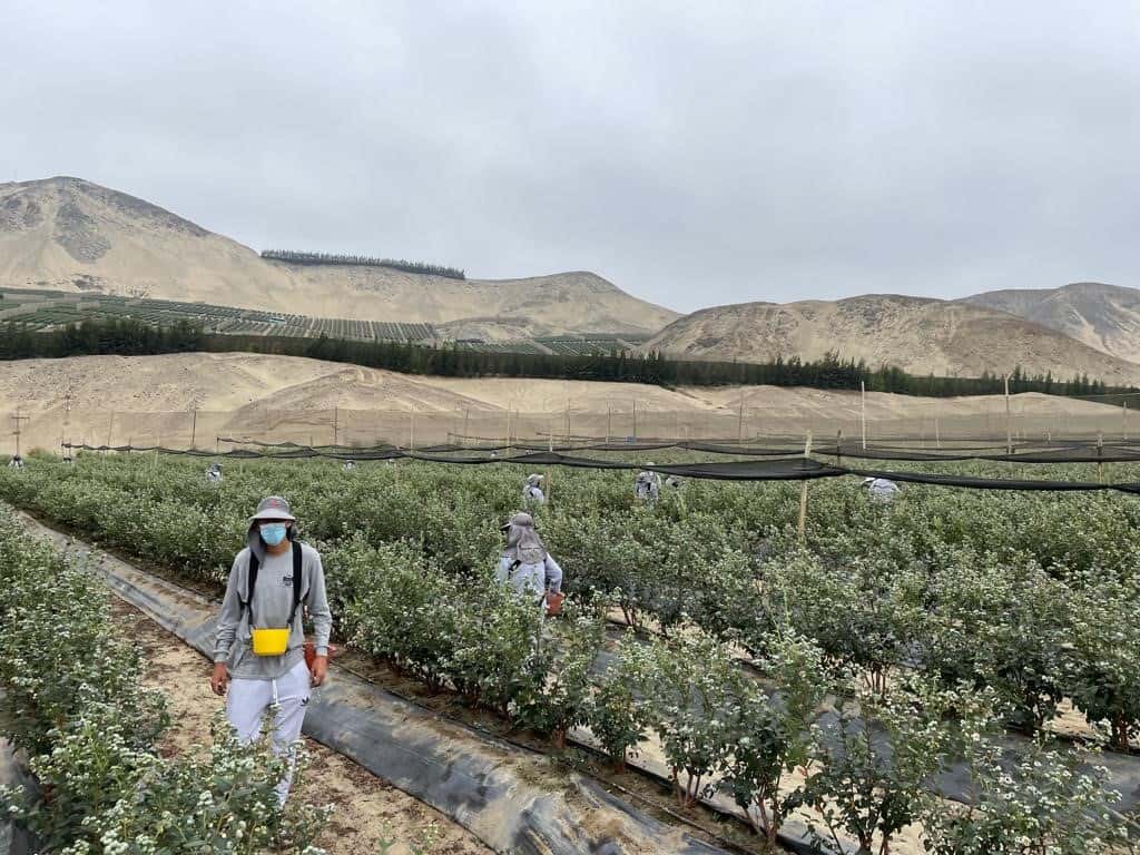 blueberry field in Peru