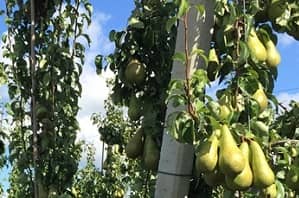 peren