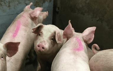 Dierenwelzijn in Scandinavië