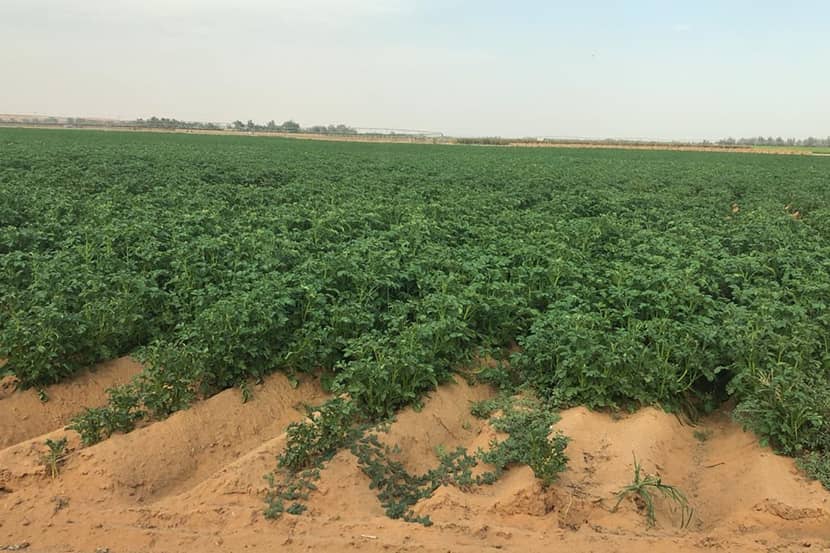 Aardappelteelt in de woestijn