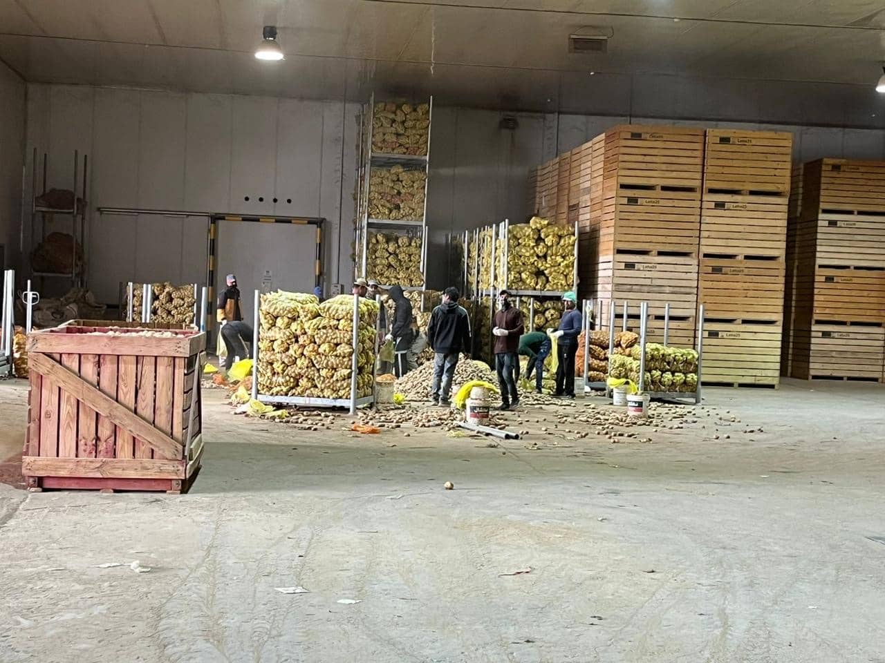 potatoes on the ground storaged and packaged