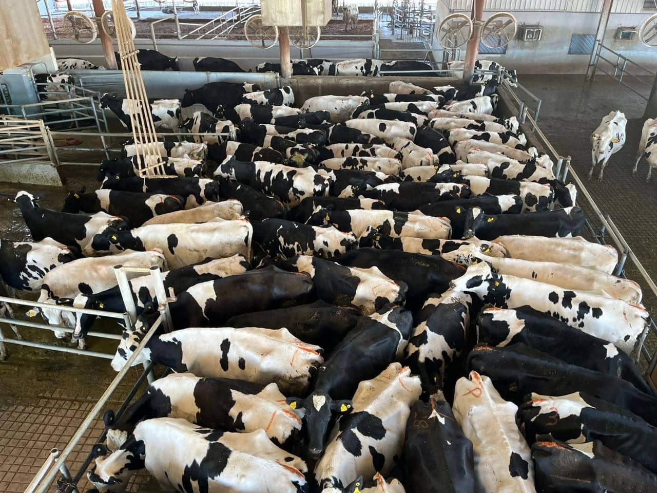 Altukhaim Farm - dairy