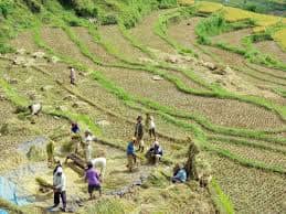 Indonesian Farmers in Kalimantan