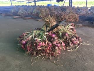 Sumbawa Shallot Project