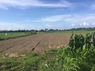 Sumbawa Shallot Project