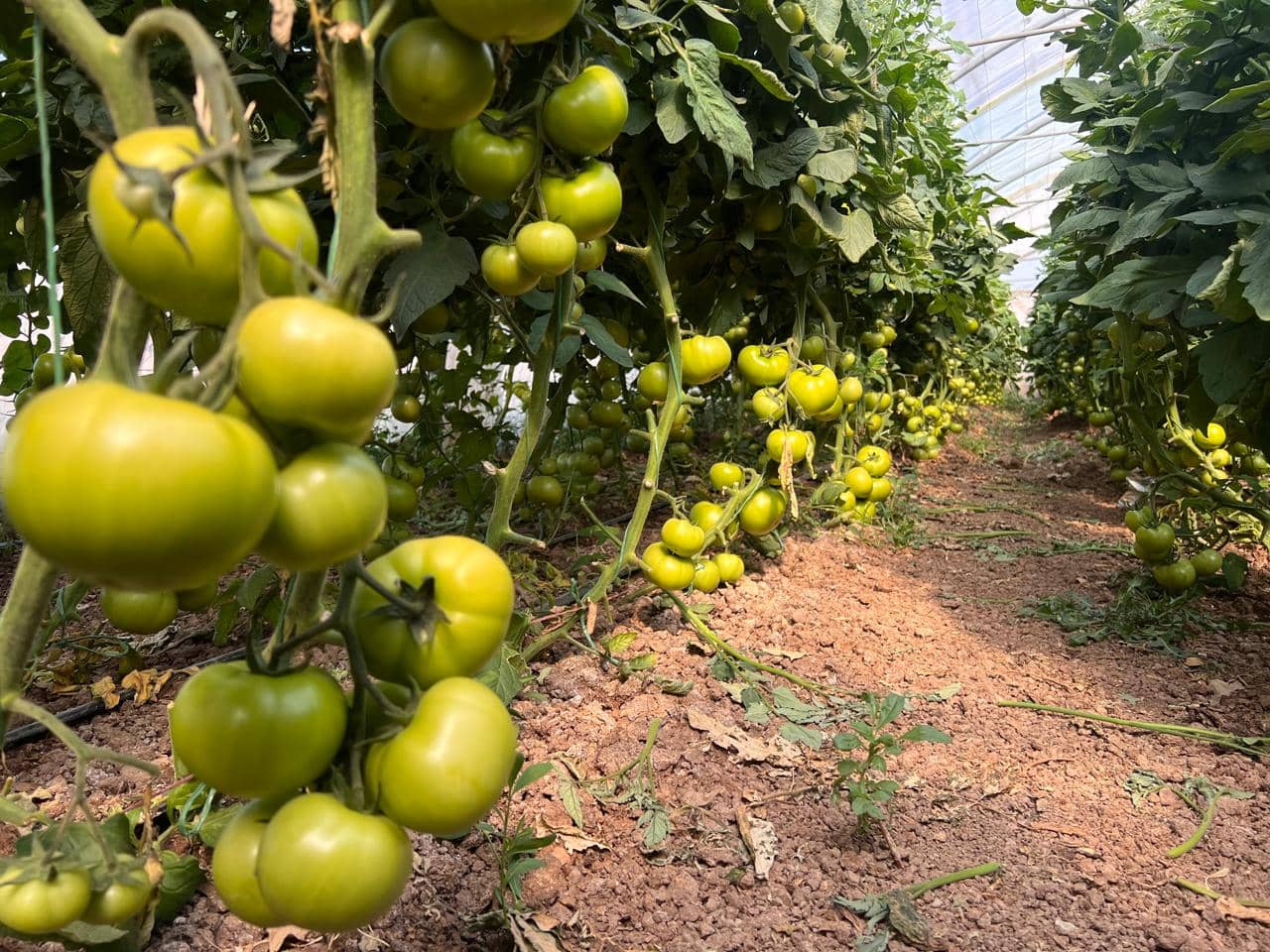 Close-up tomaten