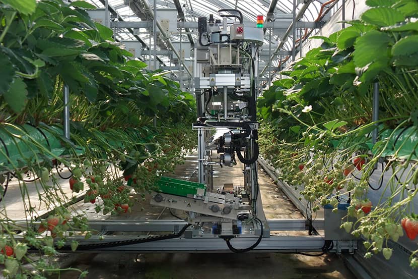 Plukrobot in aardbeien