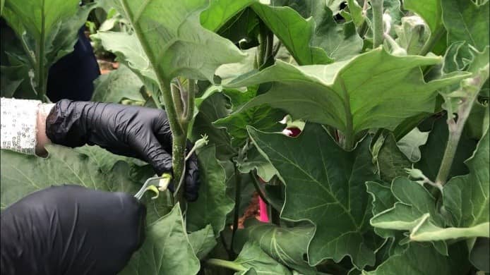 Hand Pollination on Eggplant