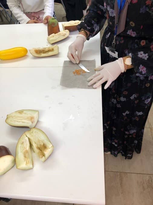 Eggplant Seeds’ Extraction