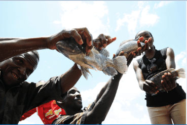 Kamuthanga employees holding fish