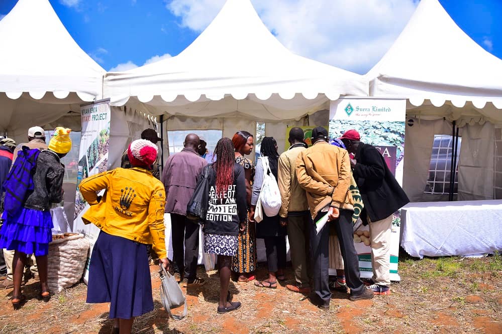 IDP 2025 - image Suera