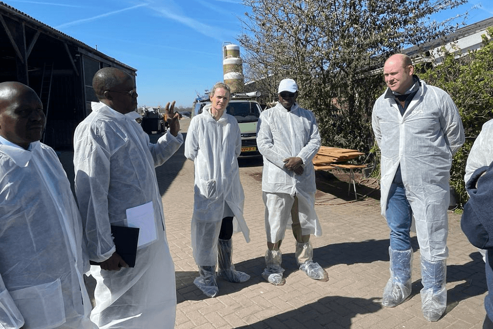 Veterinary team and cattle feeding
