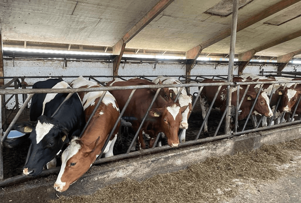 Veterinary team and cattle feeding