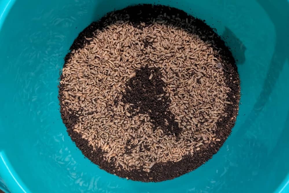 Semi moist BSF drying project - image 6