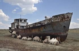 Camels sheltering from the sun next to a beached boat in a former part of the Aral Sea.