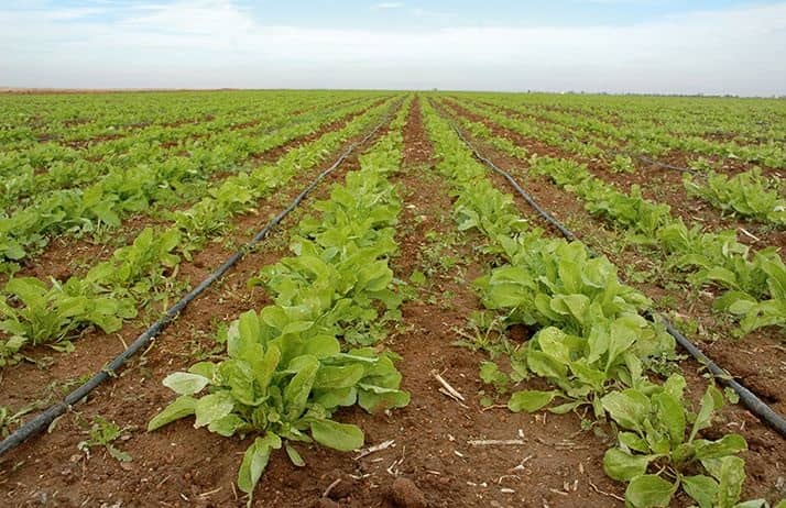 Druppelirrigatie in Marokkaanse tuinbouw