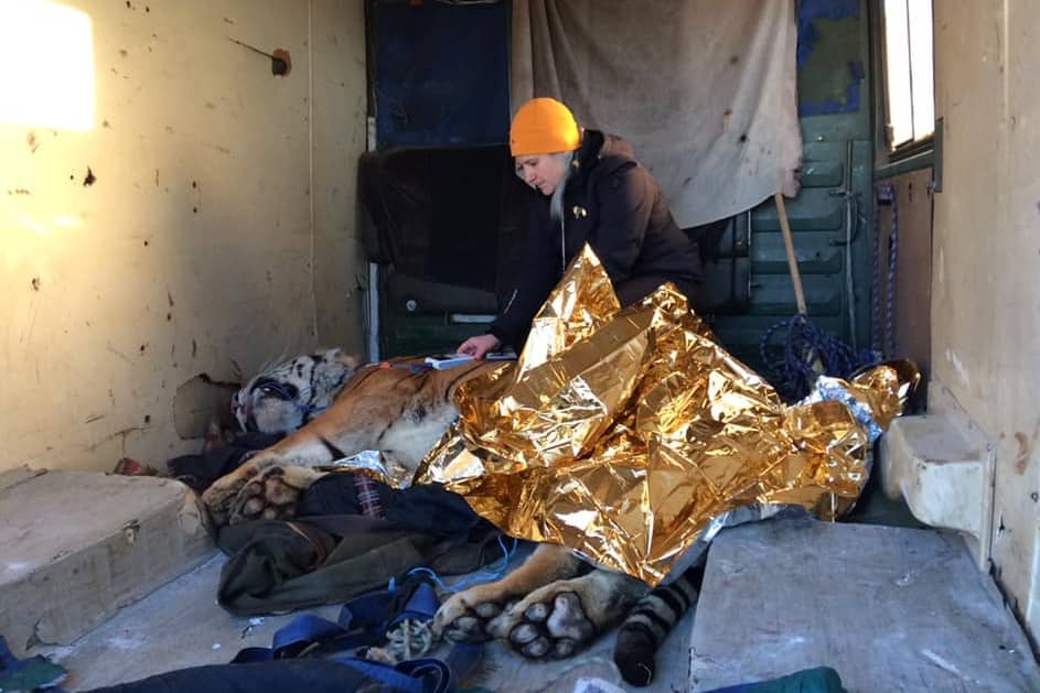 Saving Tsecar and Kleopatra